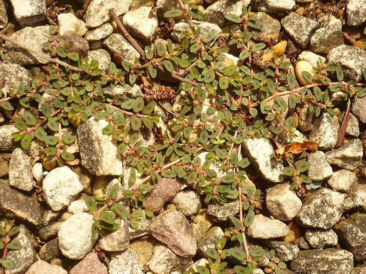 Euphorbia maculata (Euphorbiaceae)